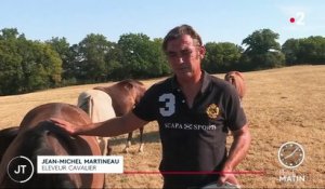 Faits-divers : des chevaux mutilés en série en France
