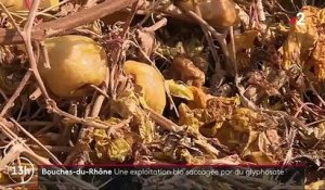 Bouches-du-Rhone : une exploitation bio saccagée par du glyphosate
