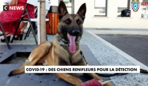 Covid-19 : des chiens renifleurs pour la détection
