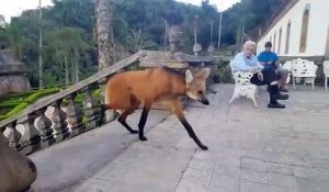 Un mystérieux animal vient manger dans un temple : loup à crinière