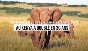 Bonne nouvelle : la population d'éléphants au Kenya a doublé en 30 ans