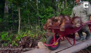 Ces bébés orang outans vont à la nurserie en brouette... Adorable