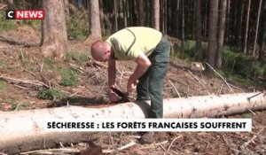 Sécheresse : les forêts françaises souffrent