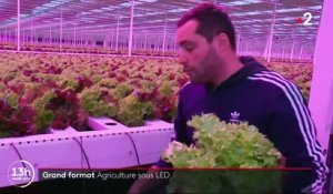 L'agriculture sous LED, une spécialité néerlandaise