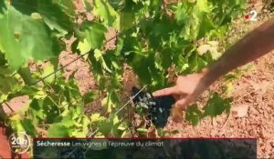 Sécheresse : les vignes à l'épreuve du climat
