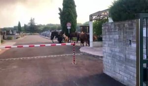 Incendie de St Blaise : des chevaux évacués dans le cimetière de Réveilla