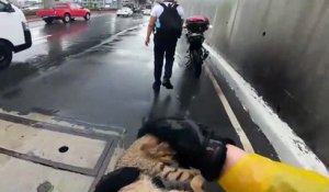 Un motard sauve un chaton piégé sur l'autoroute