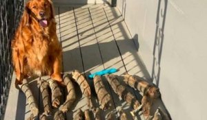 Ce chien a une grosse collection de bâtons et il en est très fier