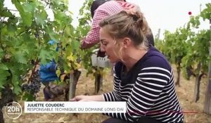 Des vignes françaises pour créer le premier grand cru fabriqué en Chine