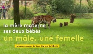 Première sortie en public pour les deux bébés tigres du zoo de la Bourbansais