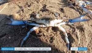 Environnement : le crabe bleu perturbe l’écosystème dans le sud de la France