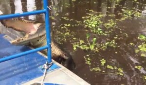 Ce guide touristique joue avec un énorme crocodile en Louisiane