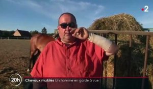 Un suspect en garde à vue dans le cadre de l'enquête sur les chevaux mutilés