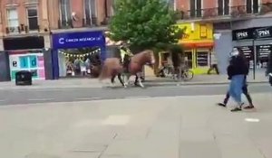 Chevaux de police vs Passage piéton pro-LGBT