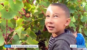 Vendanges : les enfants découvrent la vigne