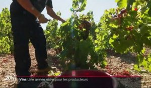 Viticulture : une année noire pour les producteurs