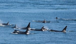 Espagne : des orques déclenchent des attaques ciblées contre des bateaux