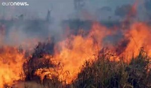 Le Brésil frappé lui aussi par des feux de forêt