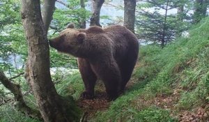 Au moins 10 oursons sont nés cette année dans les Pyrénées