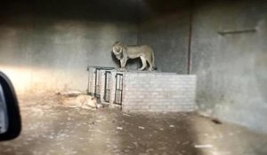 Afrique du Sud: ces lions élevés pour être abattus ont été sauvés d'une mort certaine
