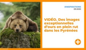 VIDÉO. Des images exceptionnelles d’ours en plein rut dans les Pyrénées