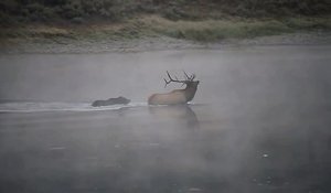 Un Grizzly noie un Wapiti pour son repas