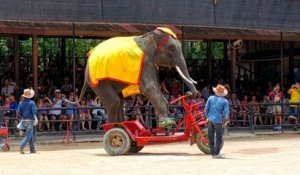 En Floride, des éléphants de cirque retraités vont partir dans un centre de conservation