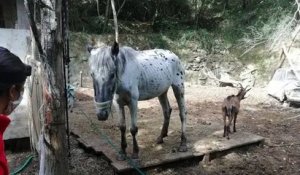 Alpes-Maritimes : des dizaines d'animaux morts et d'autres dénutris retrouvés sur un terrain abandonné