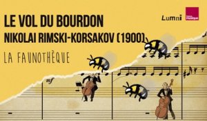 Rimsky-Korsakov : Le Vol du Bourdon - La Faunothèque