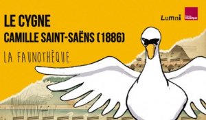 Saint-Saëns : Le Cygne - La Faunothèque