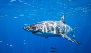 La quête d'un vaccin contre le Covid-19 pourrait menacer la survie de 500 000 requins