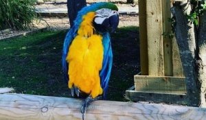 Dans un parc animalier, des perroquets ont été placés en isolement car ils insultaient les visiteurs