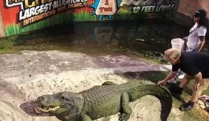 Elle va réaliser que la queue d'un alligator est très puissante