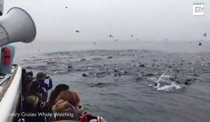 Quand une baleine apparait au milieu d'un banc de lions de mer