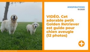 VIDÉO. Cet adorable petit Golden Retriever est guide pour chien aveugle (12 photos)