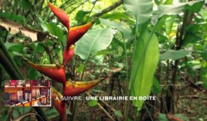 Guyane : L'habitation Caroline