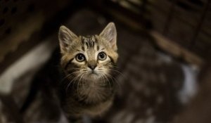 Un amendement choc de la loi sur le bien-être animal veut faire du chat une « espèce nuisible »