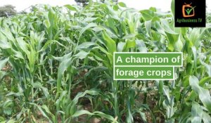 Burkina Faso: A champion of forage crops