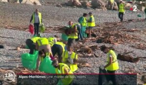 Intempéries dans les Alpes-Maritimes : des bénévoles nettoient les plages jonchées de bois morts