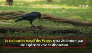 Dans les Vosges, une nouvelle affaire de corbeau sème la discorde