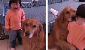Cette vidéo réconfortante montre un chien en train de protéger une petite fille qui se fait gronder par sa mère