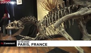 Un squelette d'allosaure mis aux enchères en France