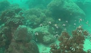 Cœur outre-mer – Polynésie : le poumon des océans en danger !
