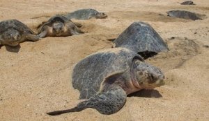 Une plage mexicaine assiste à des pontes records de tortues en voie de disparition