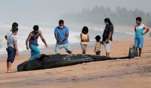 Sri Lanka : 120 dauphins-pilotes ont été sauvés alors qu'ils étaient échoués sur le rivage