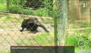 Loisirs : les zoos rouvrent grand leurs portes
