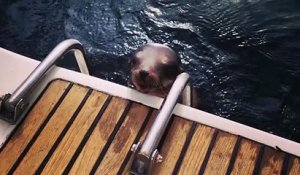 Un jeune lion de mer blessé vient demander de l'aide à des touristes sur un bateau en Californie