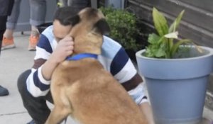 Montpellier : volé il y a huit mois, un chien retrouve son maître domicilié à 500 km