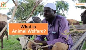 Opinion: What is Animal Welfare?
