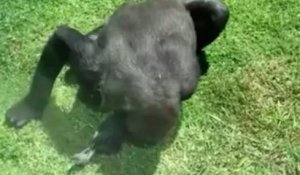 Cette vidéo montre un gorille tentant d'aider un oiseau blessé à voler